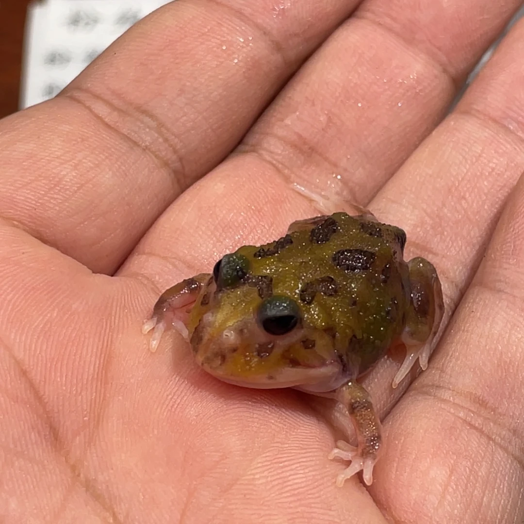 角蛙三基因魔童到货拍摄开箱视频包邮包活