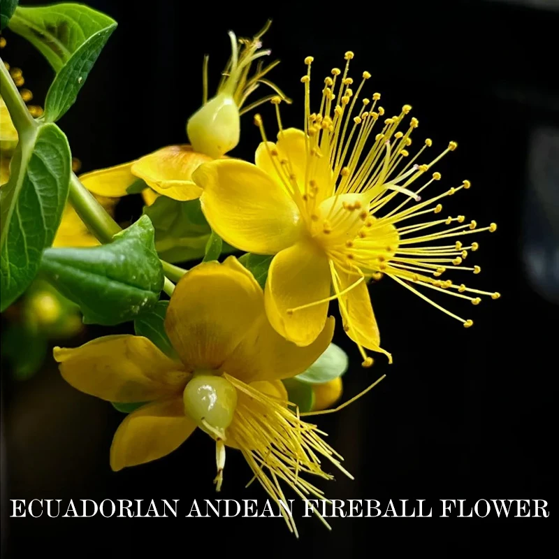 厄瓜多尔安第斯火龙珠花单方精油