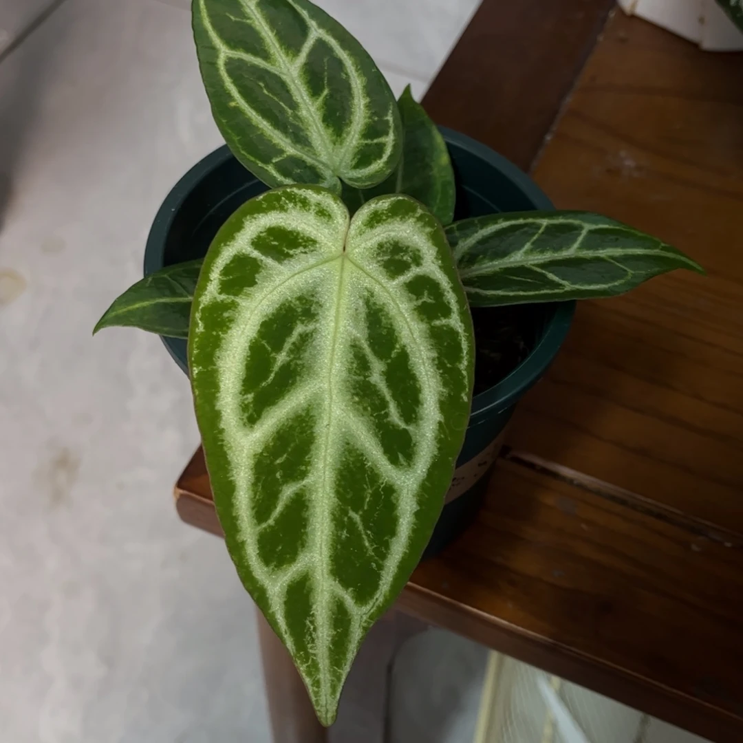无花朵银色闪电5097