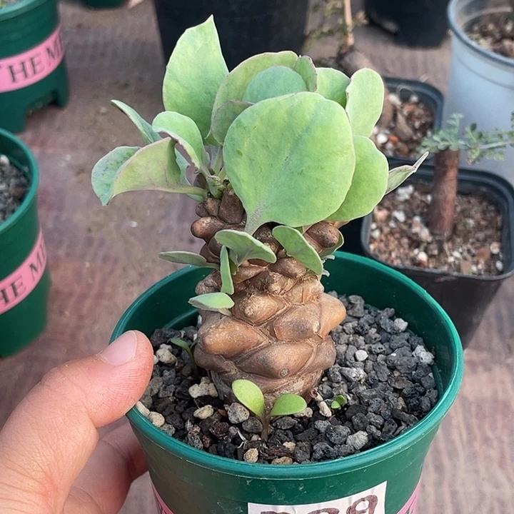 289蛮鬼塔厚墩菊块根