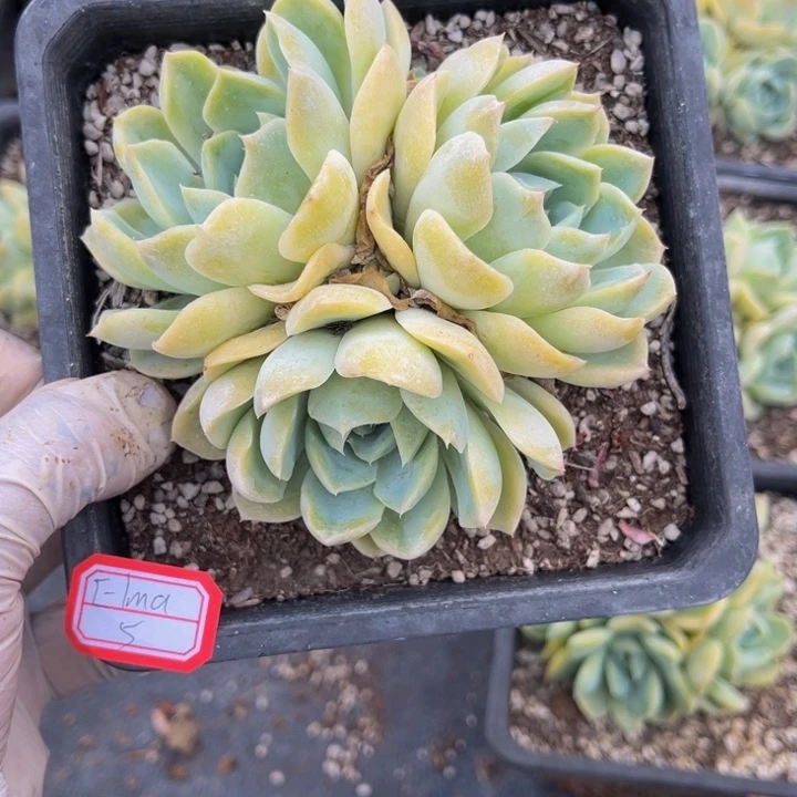 ?****。胖虎珍妮一颗