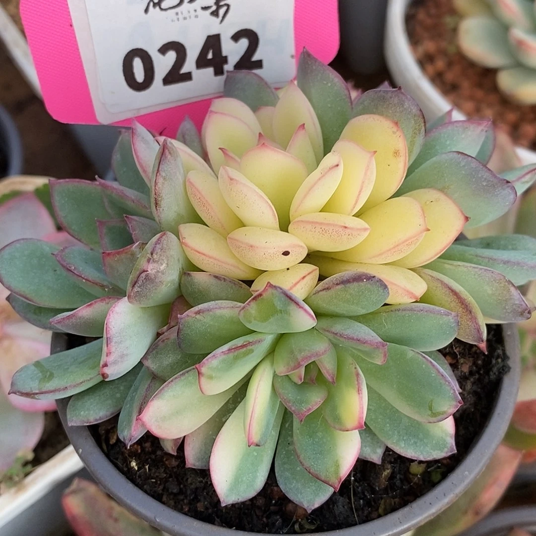 242雨燕座哈哈哈哈哈哈