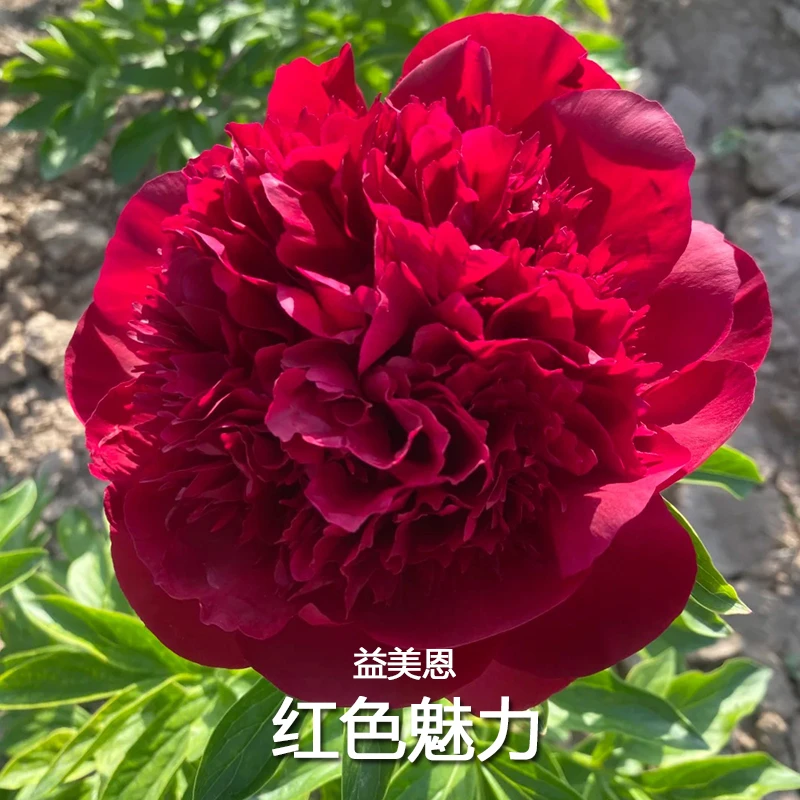 菏泽正宗观赏红色魅力芍药带根多年生重瓣大花绿植庭院盆栽芍药花