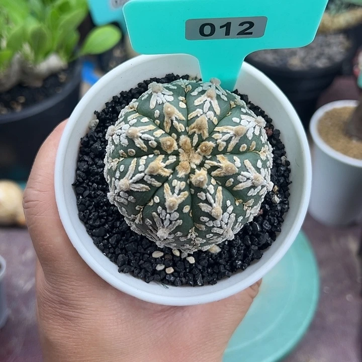 有疤泰系实生v兜多肉植物