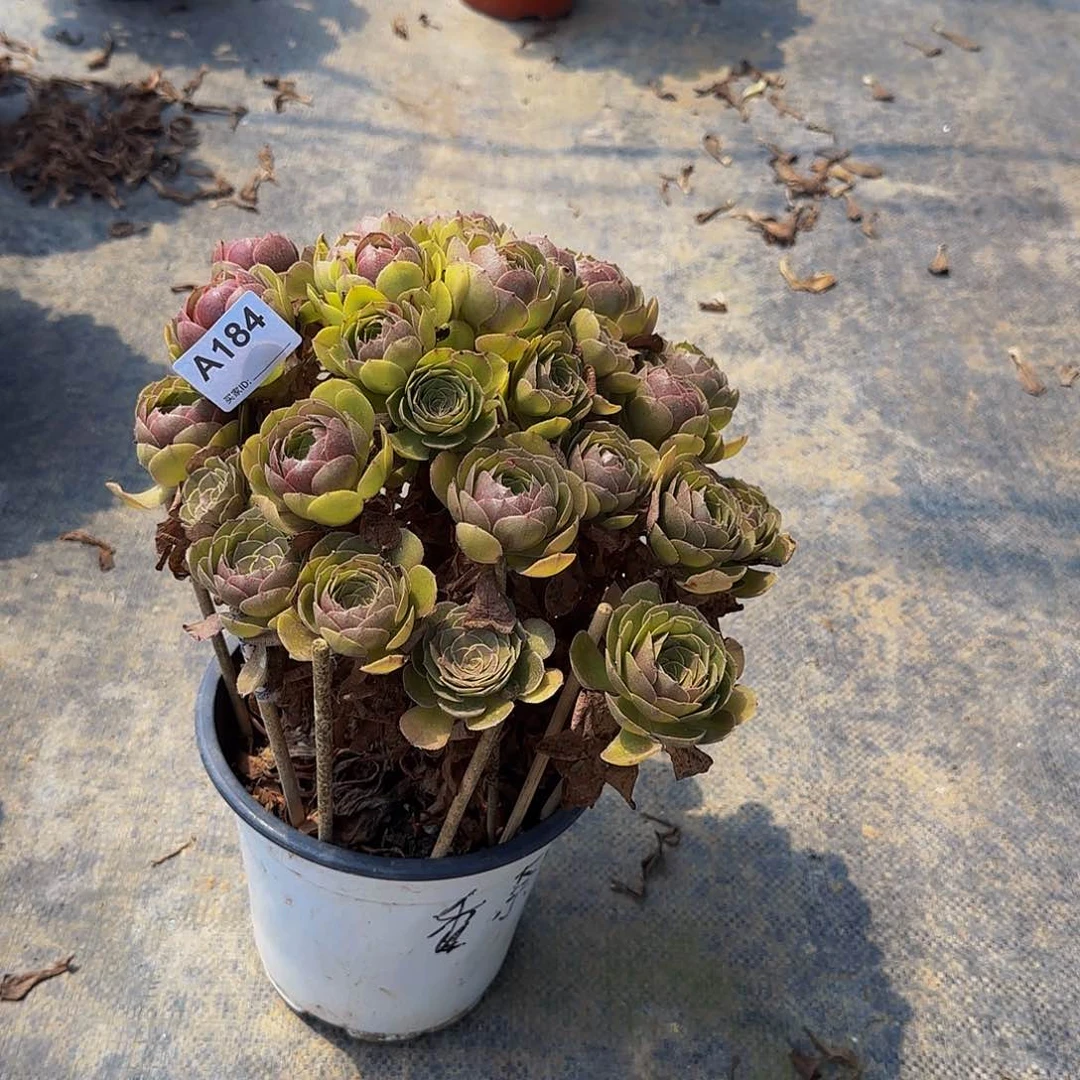 发***哥无花朵184万圣节法师，多肉植物