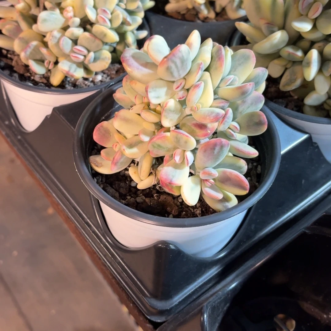 乒乓福娘锦多肉整群12㎝盆