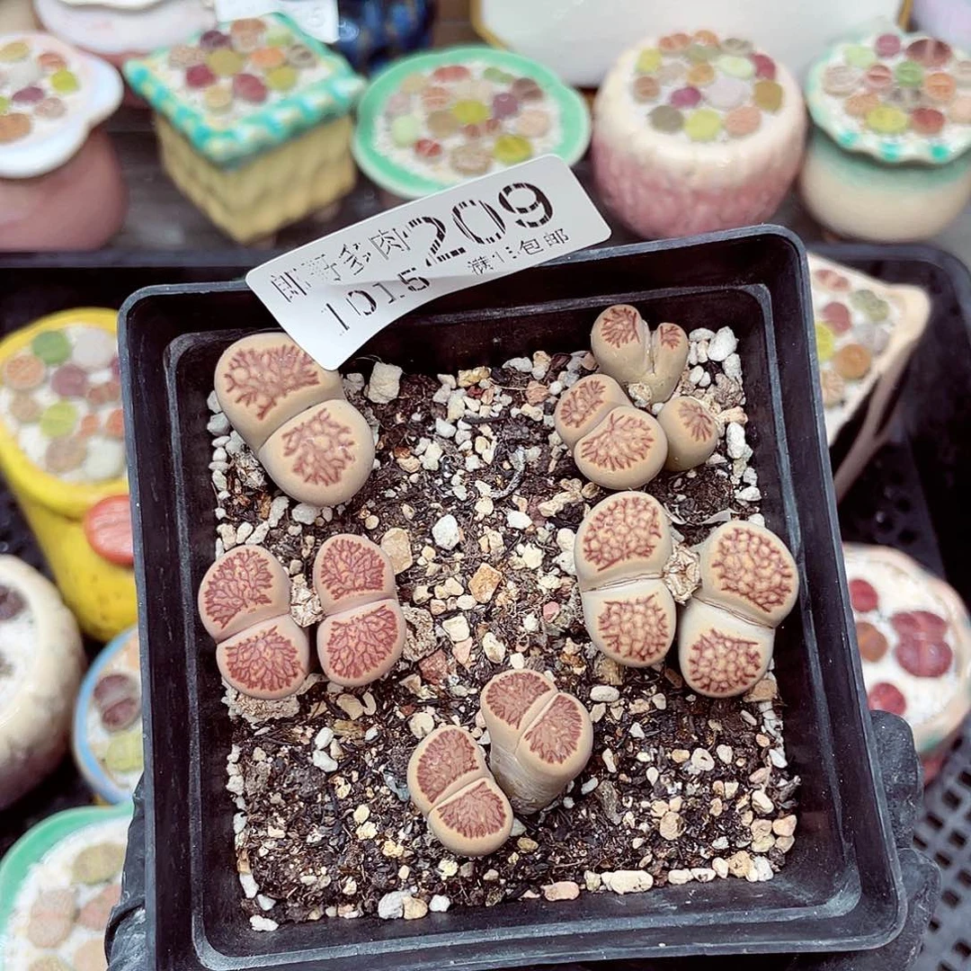 生石花满18包邮1015-209