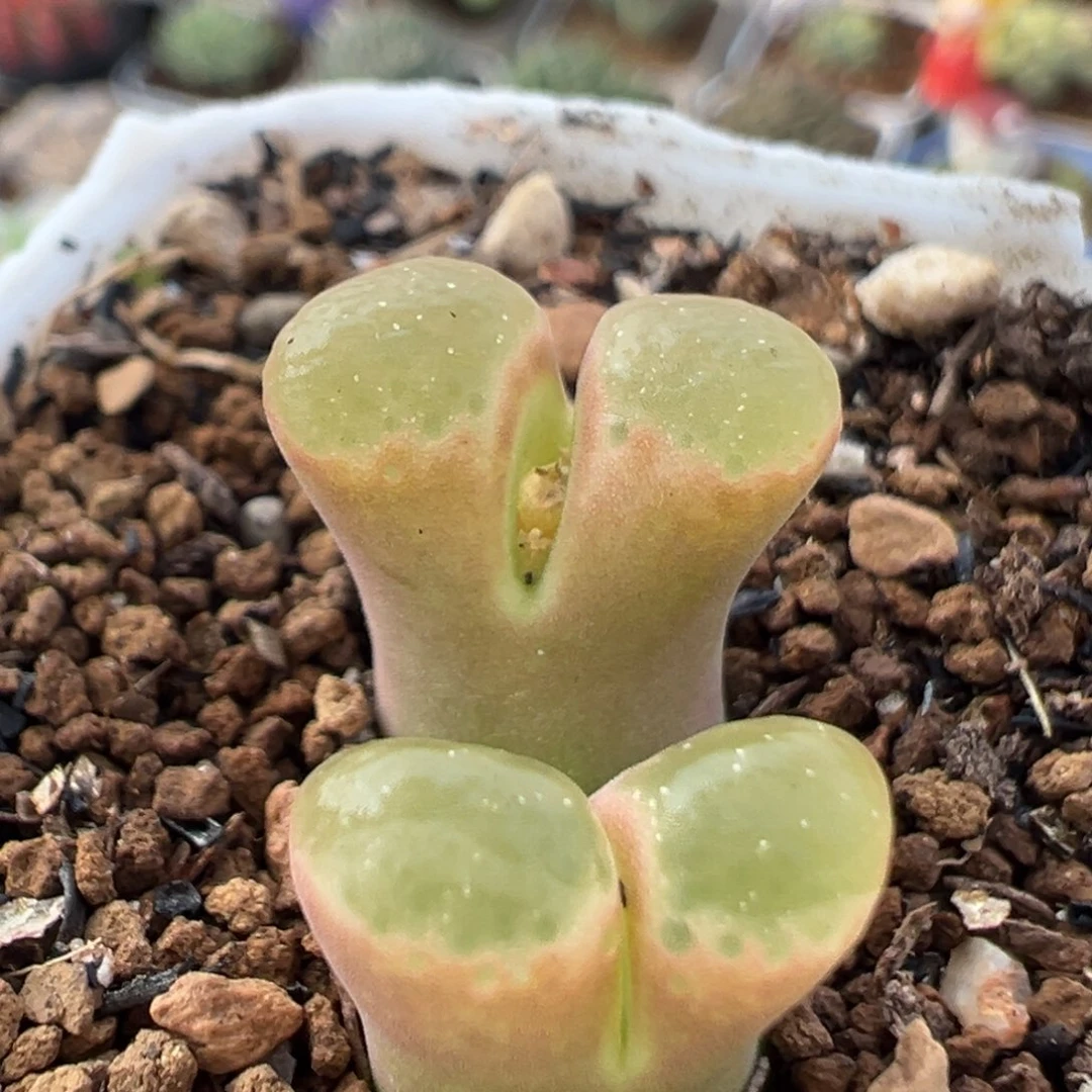 369多肉植物百科植物