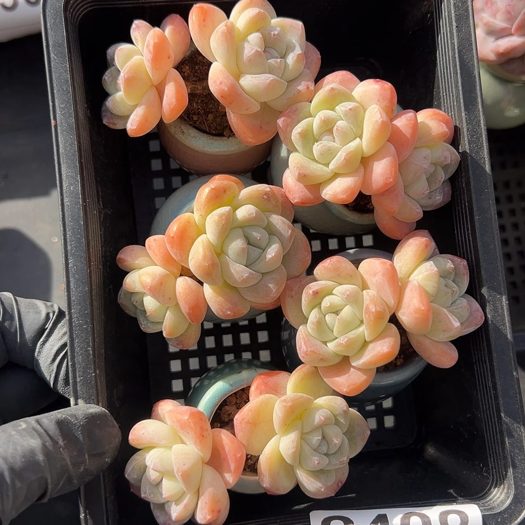 2708，五个双头冰玉带盆