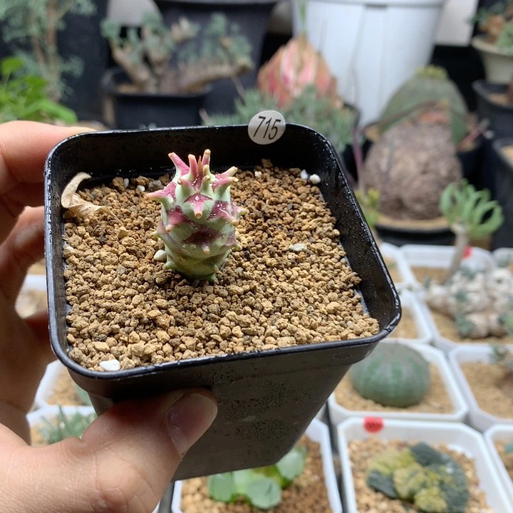 粒藻大戟实生带盆715