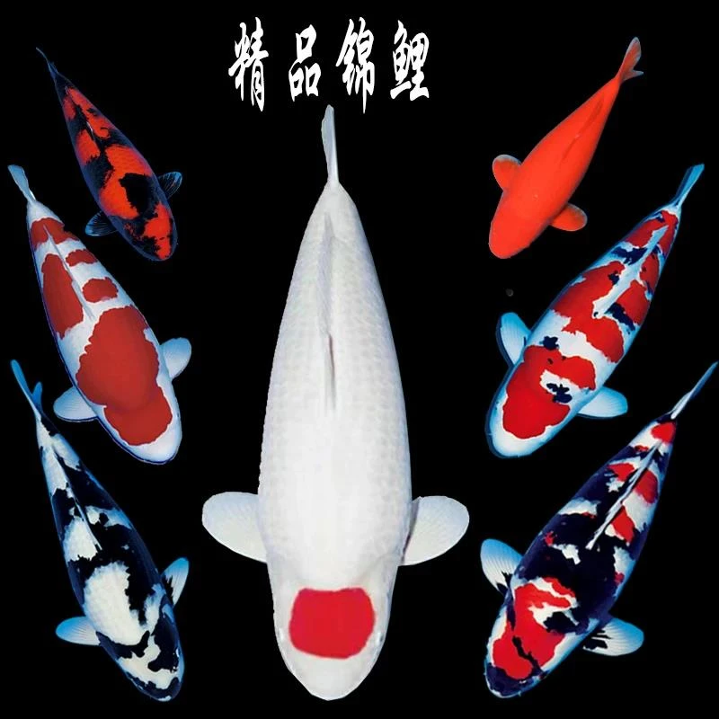 精品锦鲤冷水淡水观赏鱼昭和白写绯写红白大正三色耐活易养鱼苗