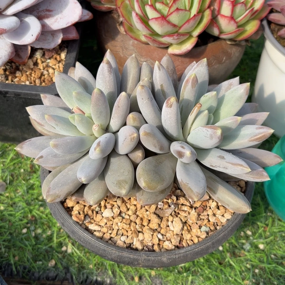 彩胖体88888888888多肉8888