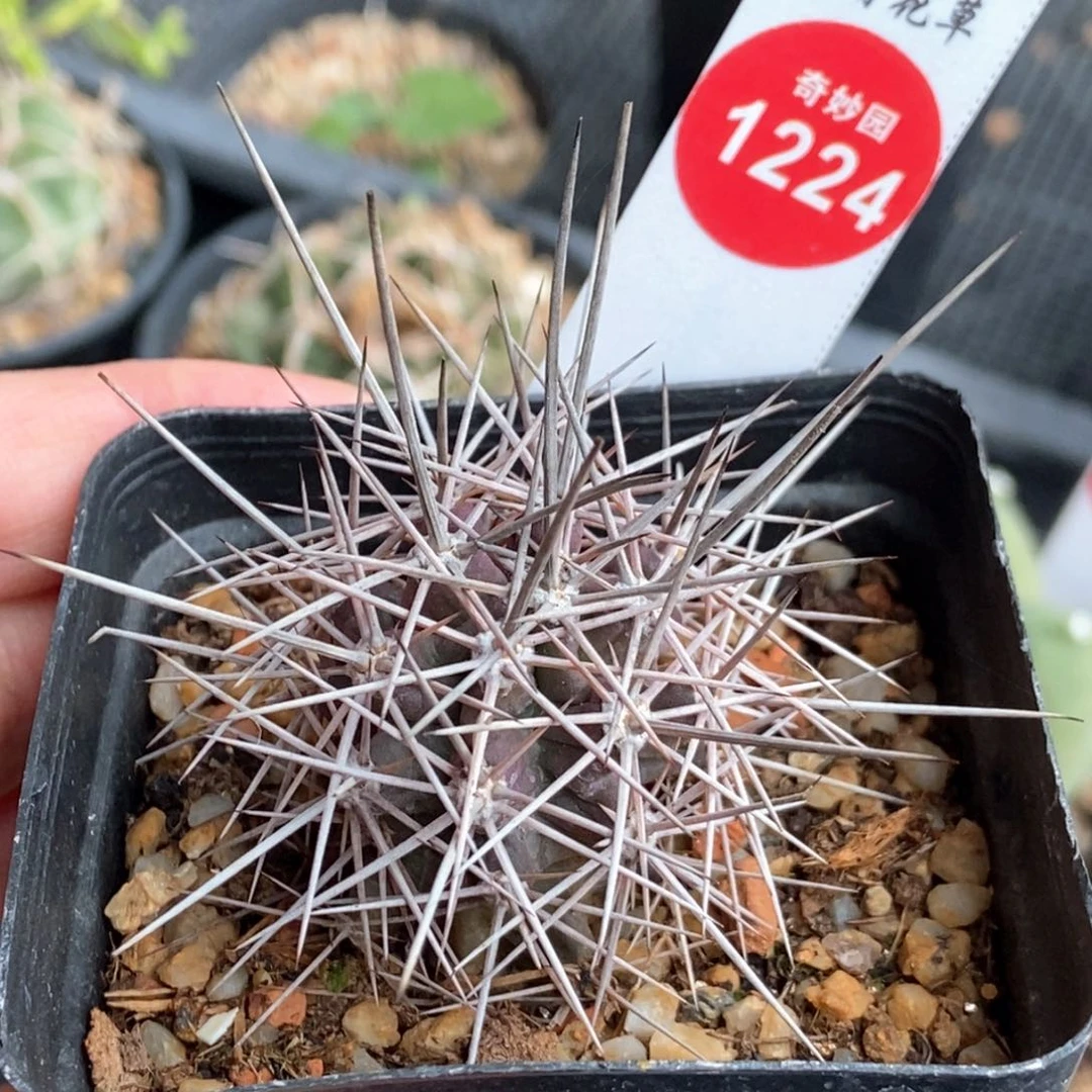 自根狂刺篝火虾一棵