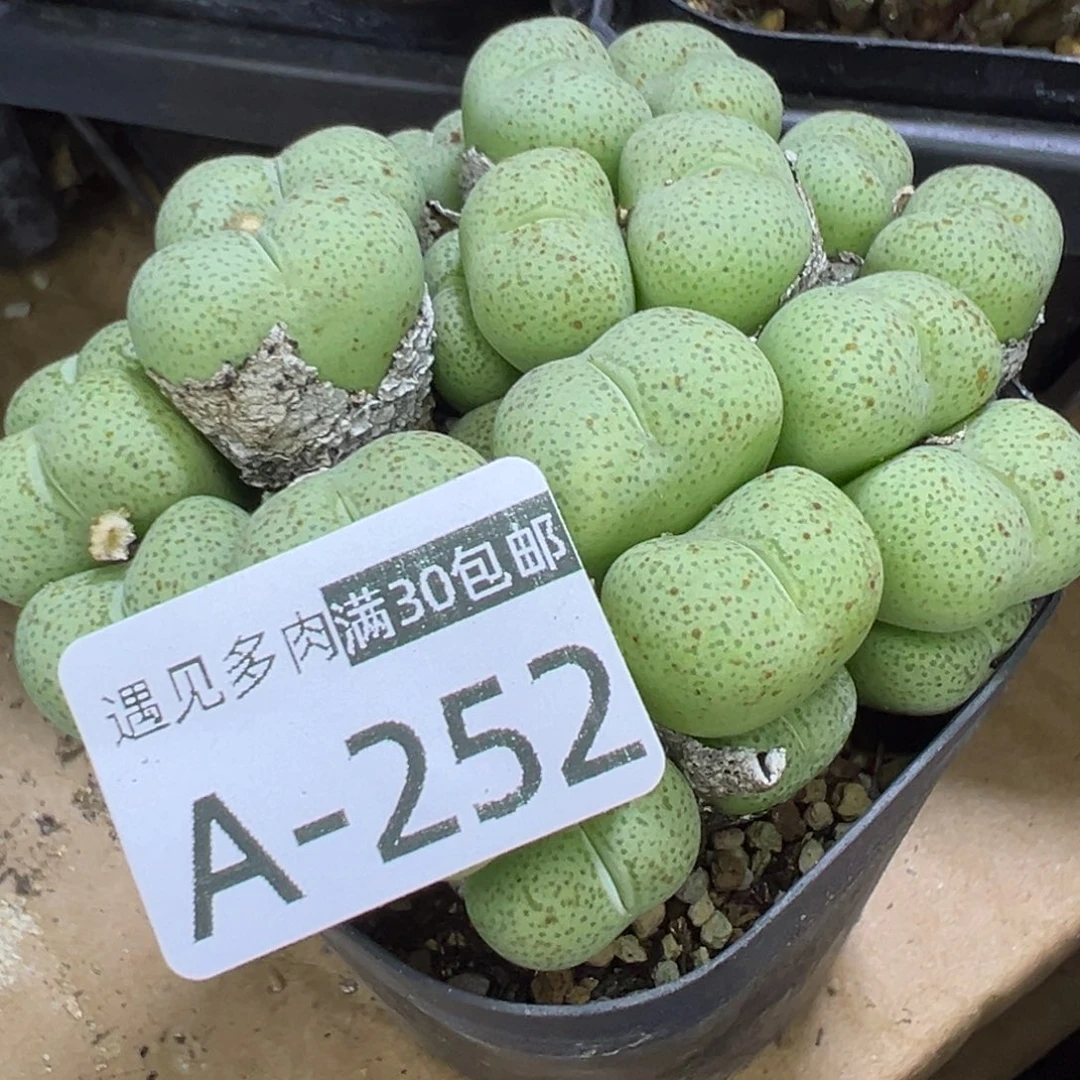 多肉植物111111111111