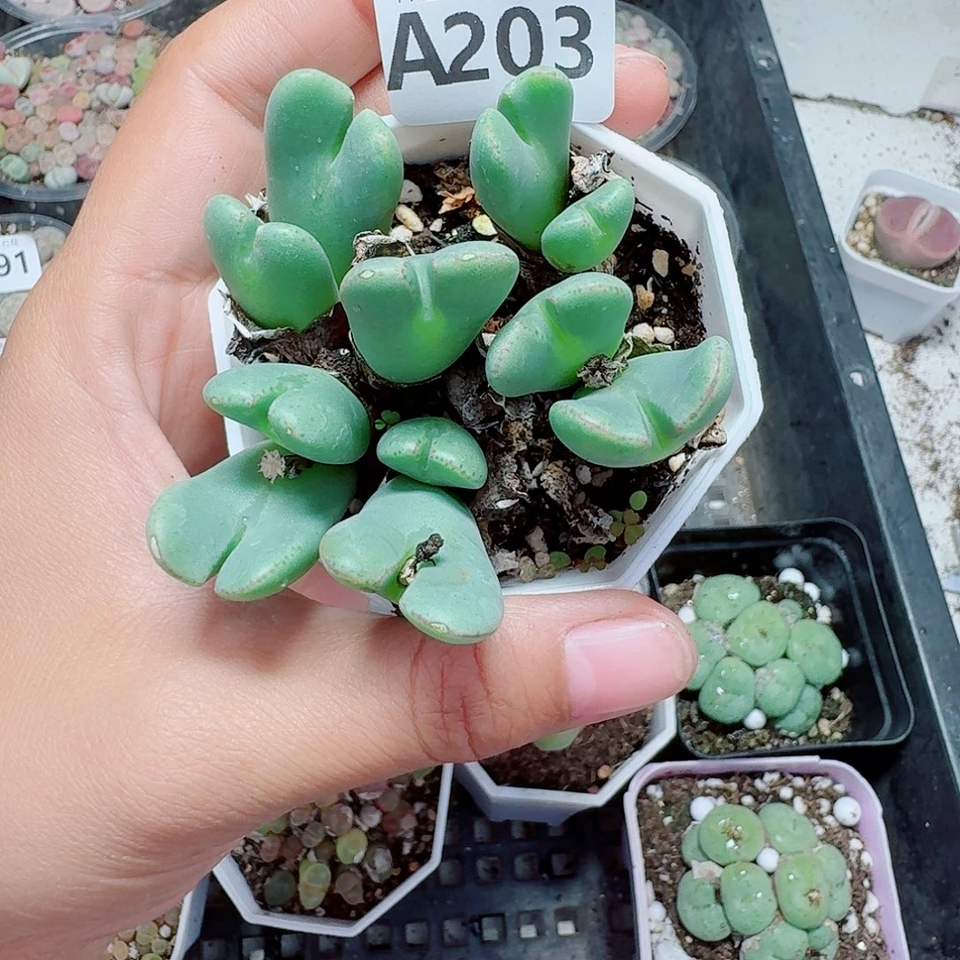 203多肉植物多肉植物