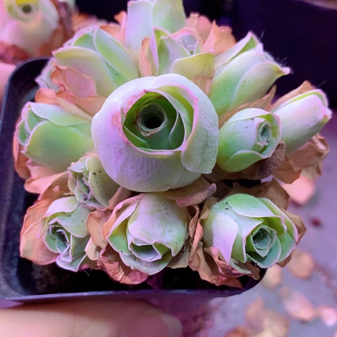 山地玫瑰一物一拍017姝帕