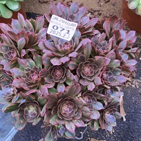 弘**选2.2-71半夏多肉植物坎过