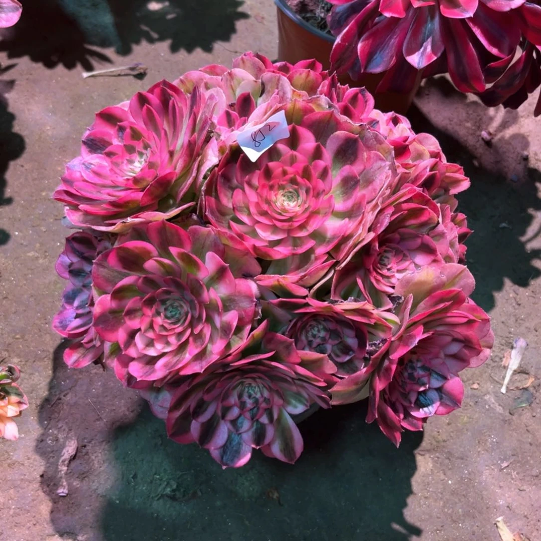 多肉植物倾城852