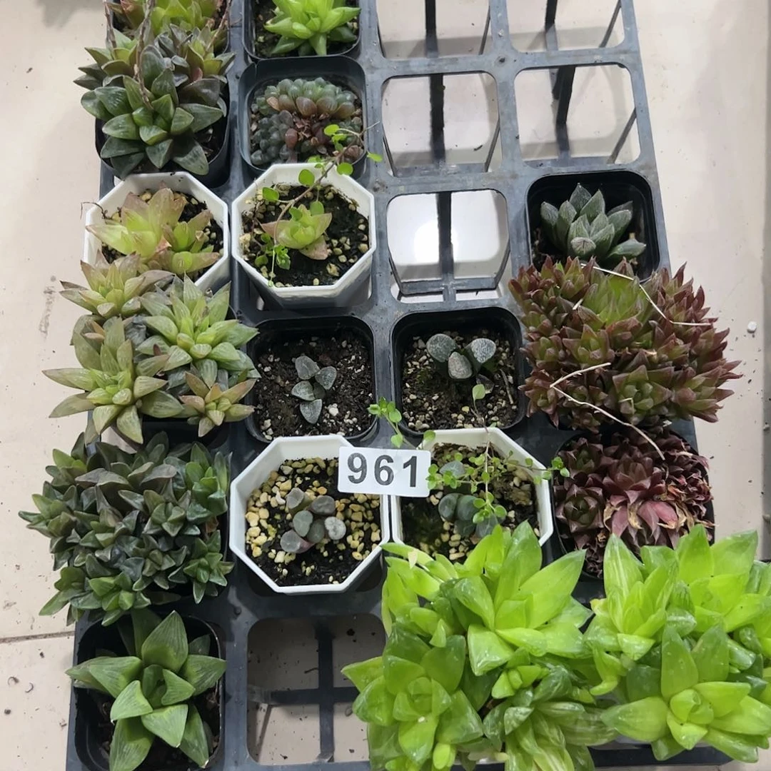 脱土带伤无根十二卷多肉植物