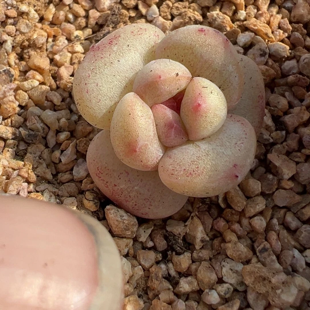 小卡拉米糖心一物一拍