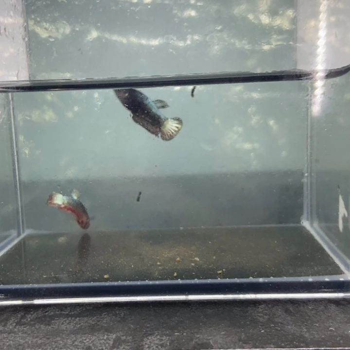 斗鱼包活不包损所见即所得114