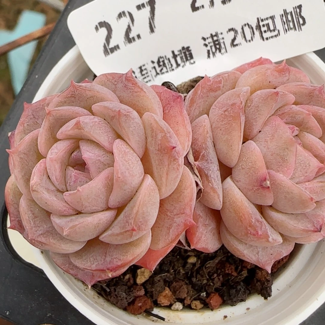 花语逸境0209-227