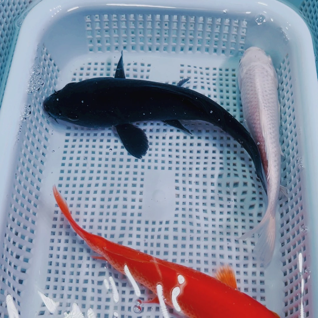 锦鲤锦鲤冷水鱼观赏