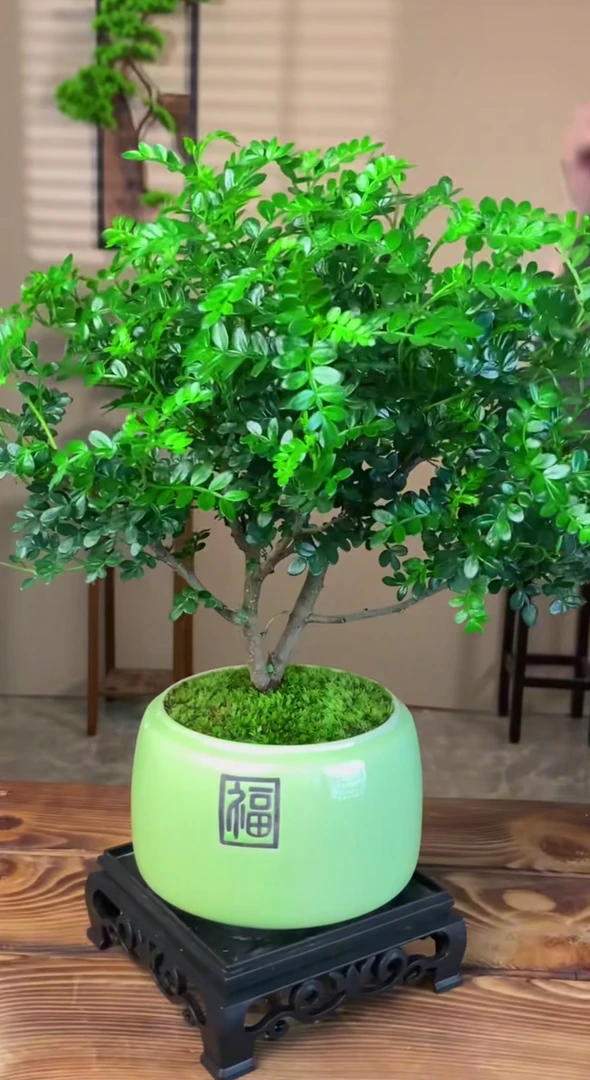 耐晒型户外绿植胡椒木盆栽可驱赶蚊虫净化空气适合室内室外种植