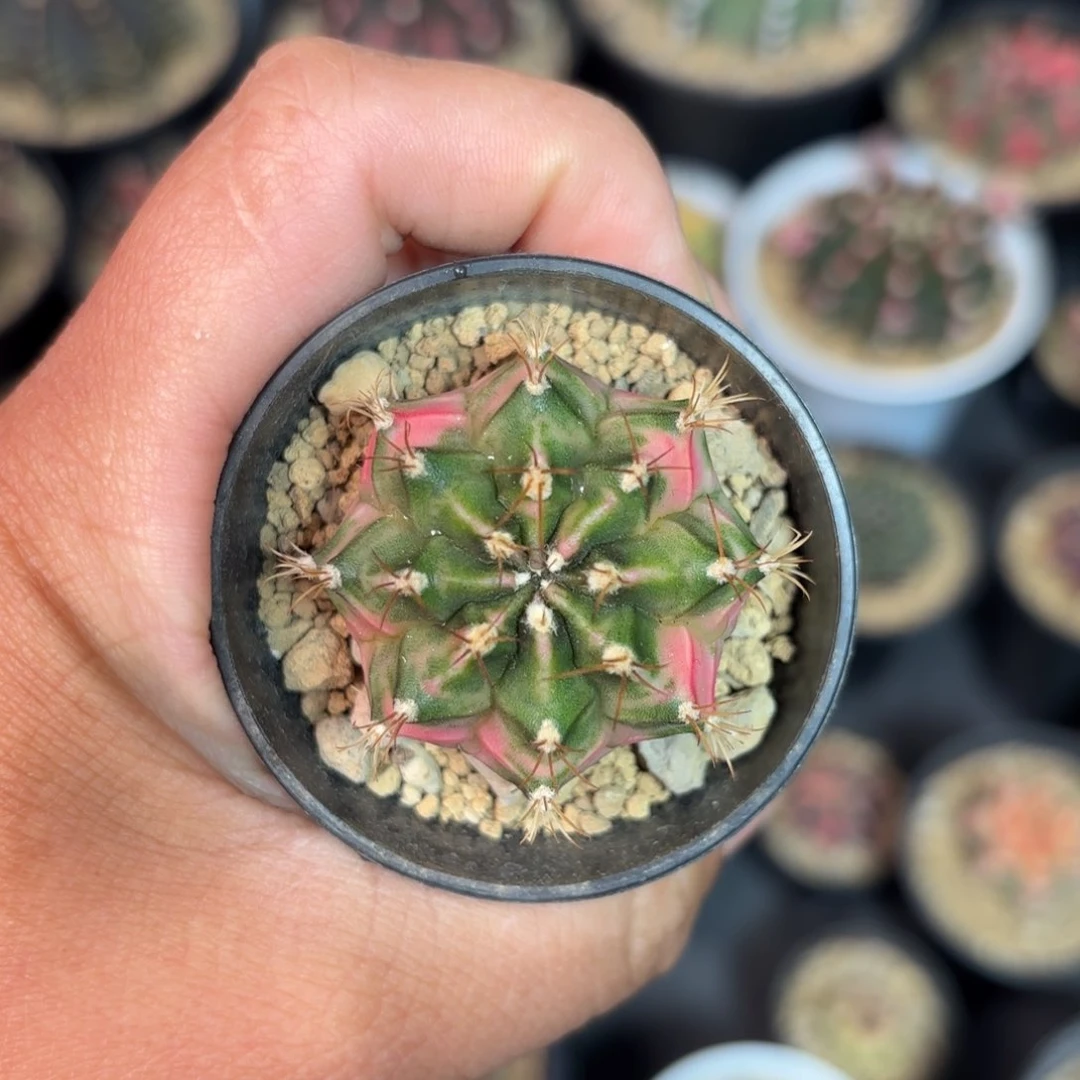 泰系米哈仙人球9水裂