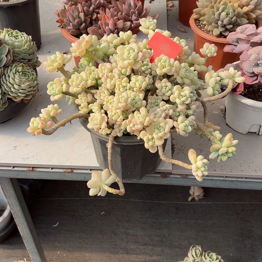 晚**辰1394劳尔多肉植物