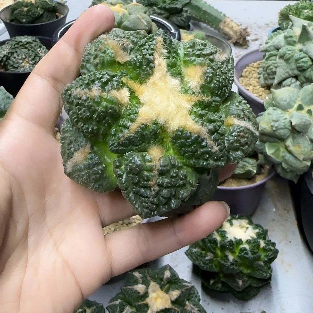 一物一拍所见即所得