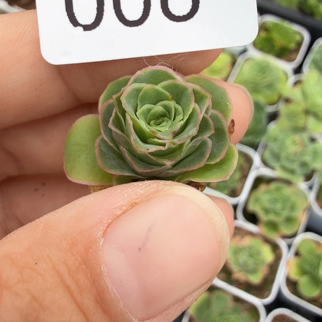 简***单山地玫瑰。   6。