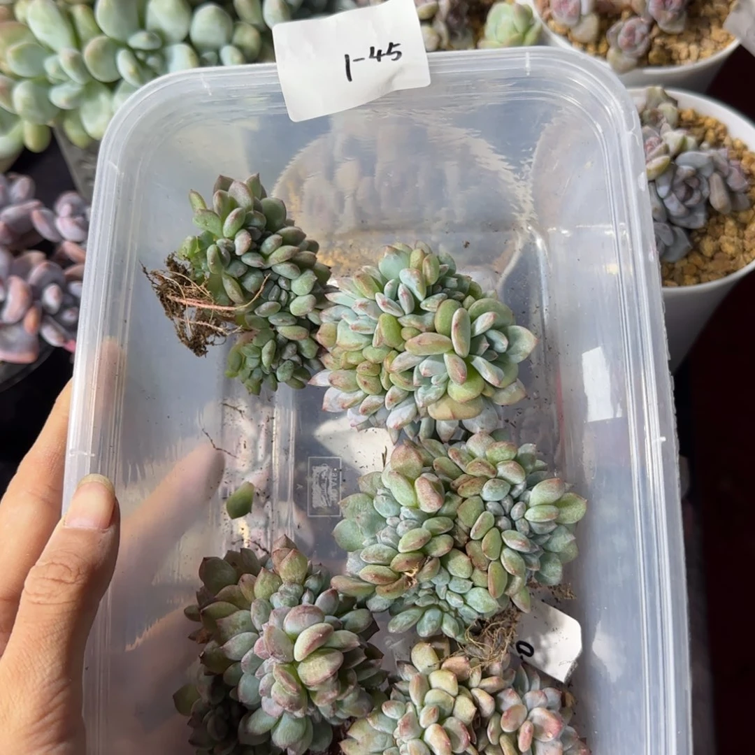 星影缀化5颗有切1-45