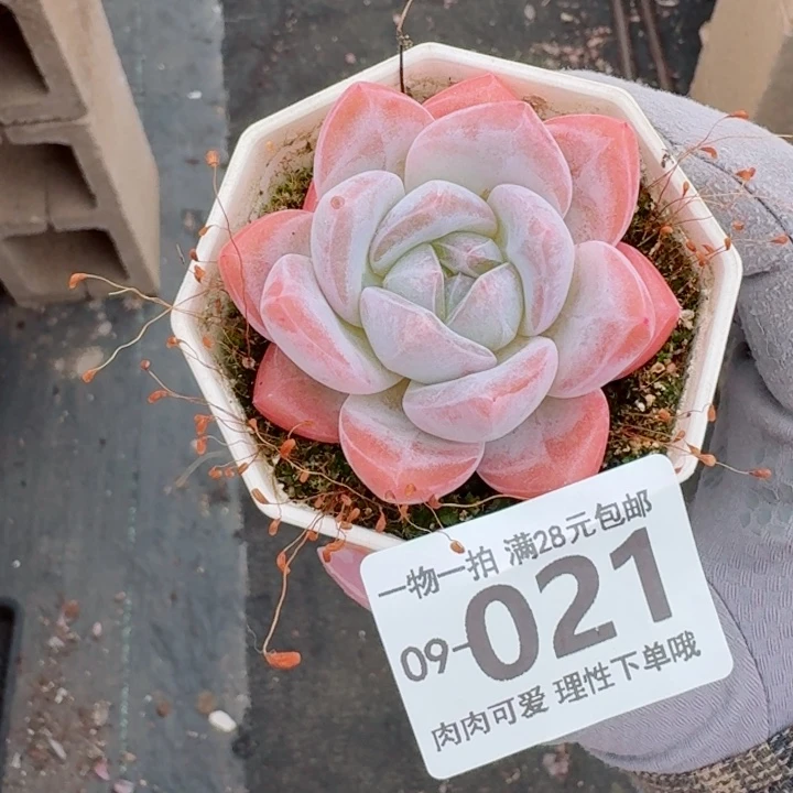 奶芙无盆土发货多肉多肉无