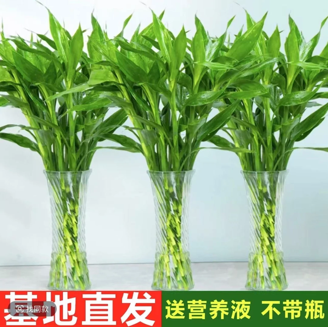 富贵竹水培植物客厅摆设竹子节节高绿萝绿植盆栽花卉植物室内花