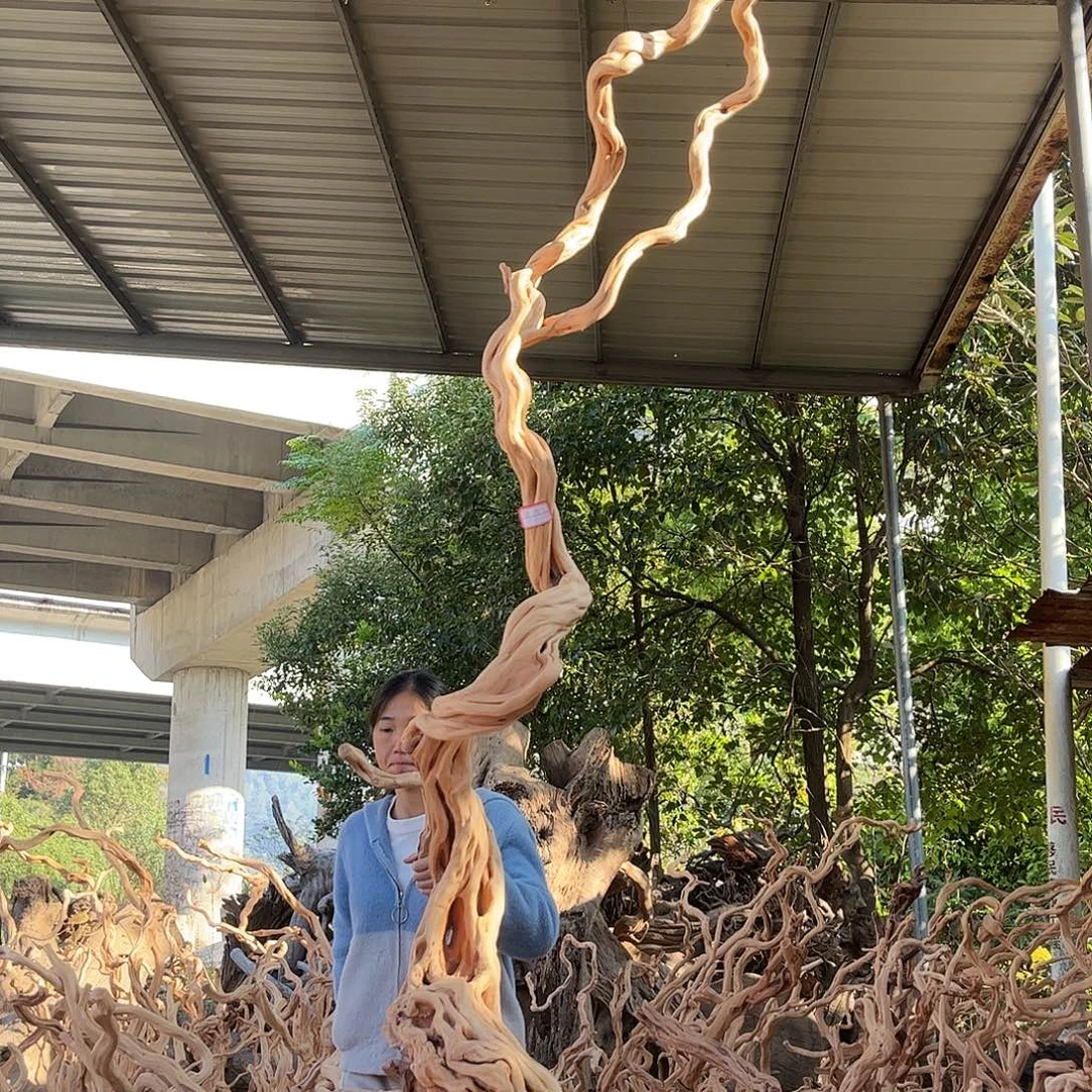 自***鸟木我的小姐姐们都是杜鹃