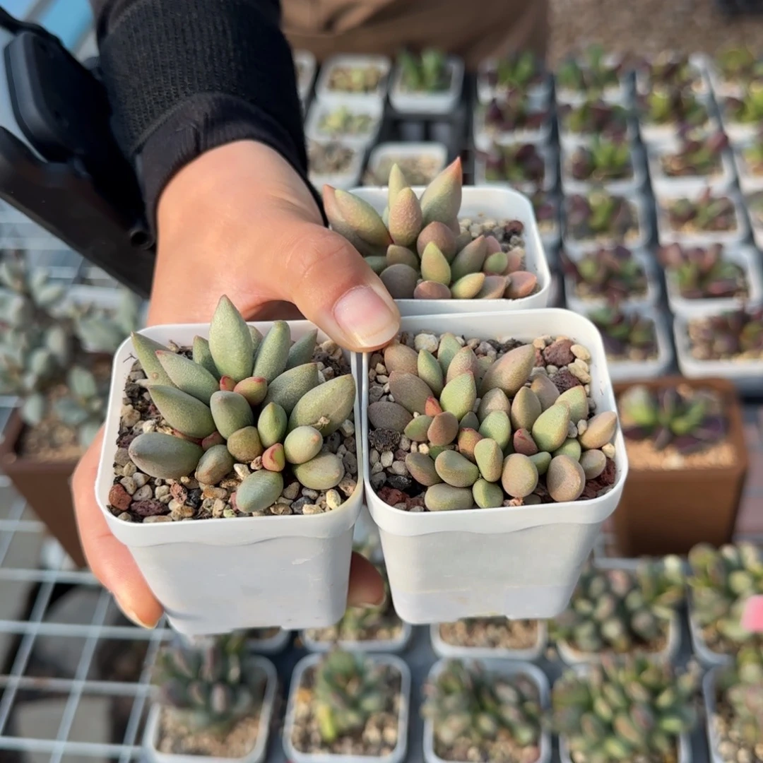 单颗白糖豆量拍链接