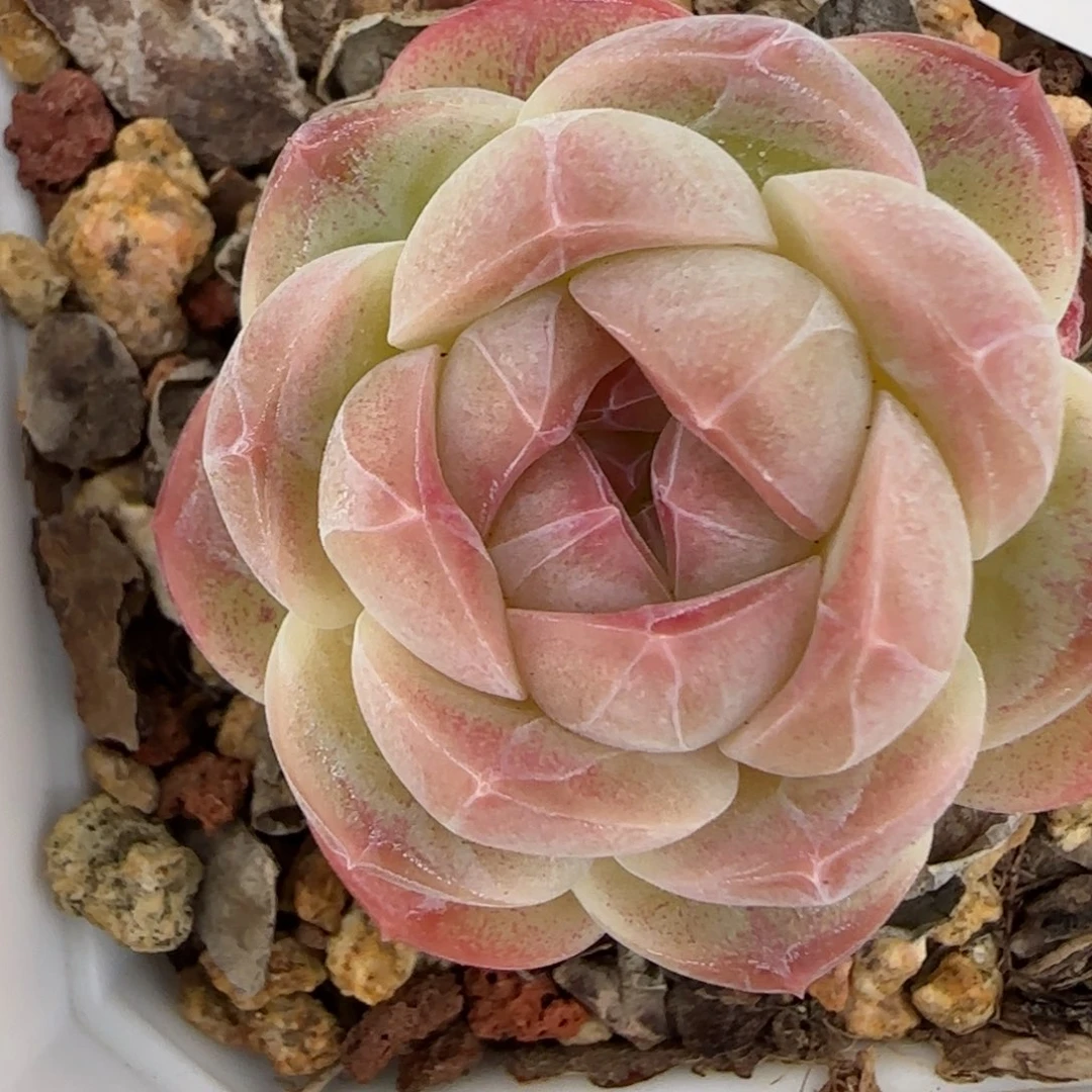 花语逸镜0126-232