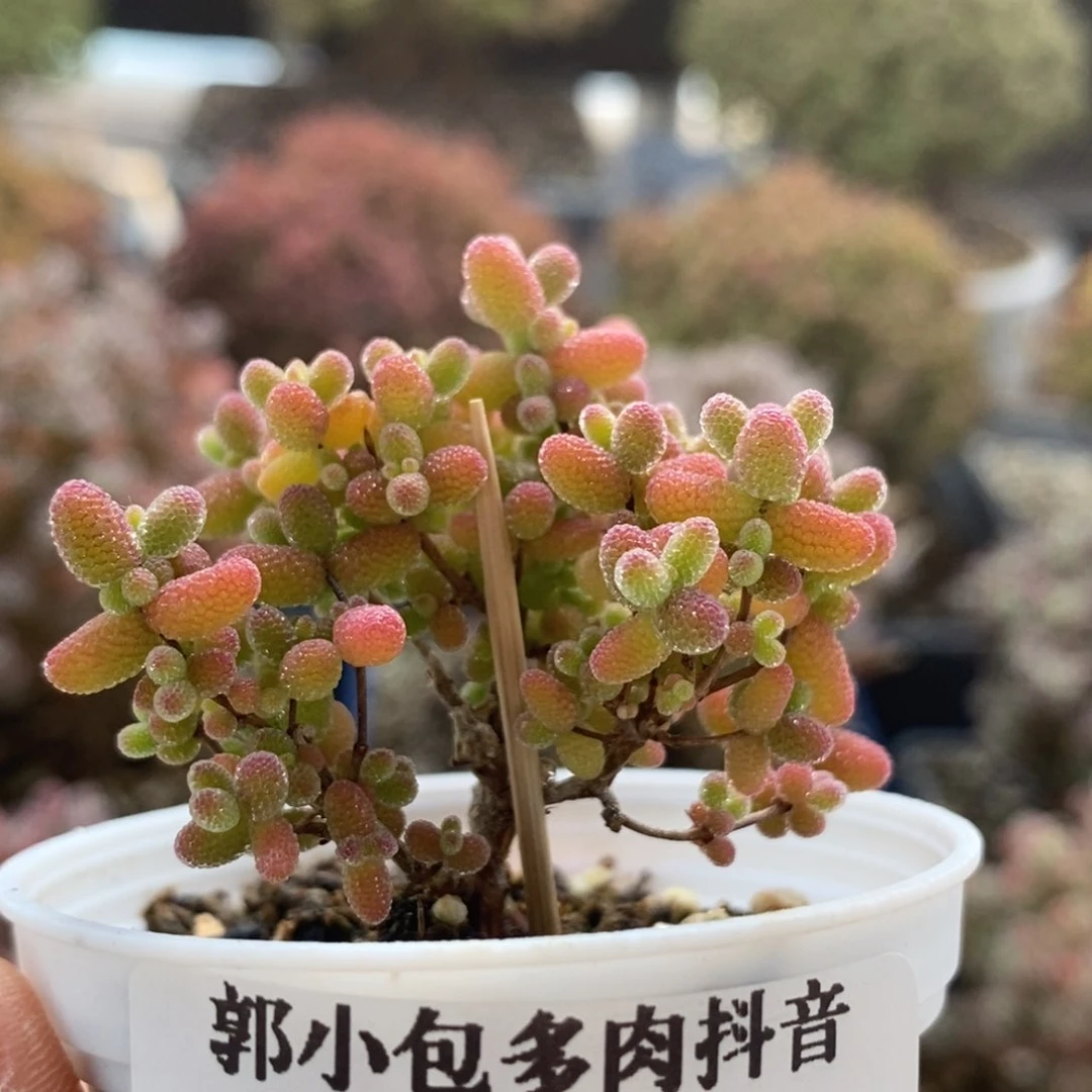 蜜橘糖球3989枝干番杏