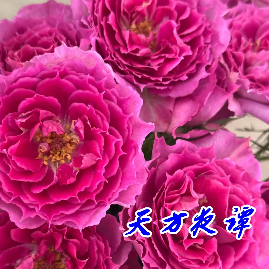 【拍三包邮/四送一】月季新手推荐