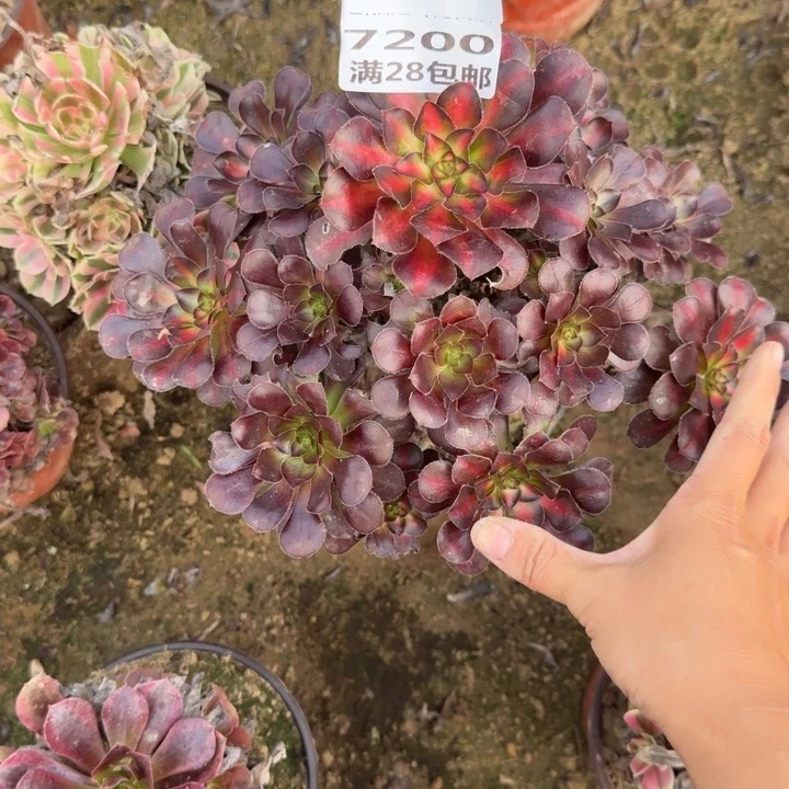7200二号棚花蝴蝶中班D