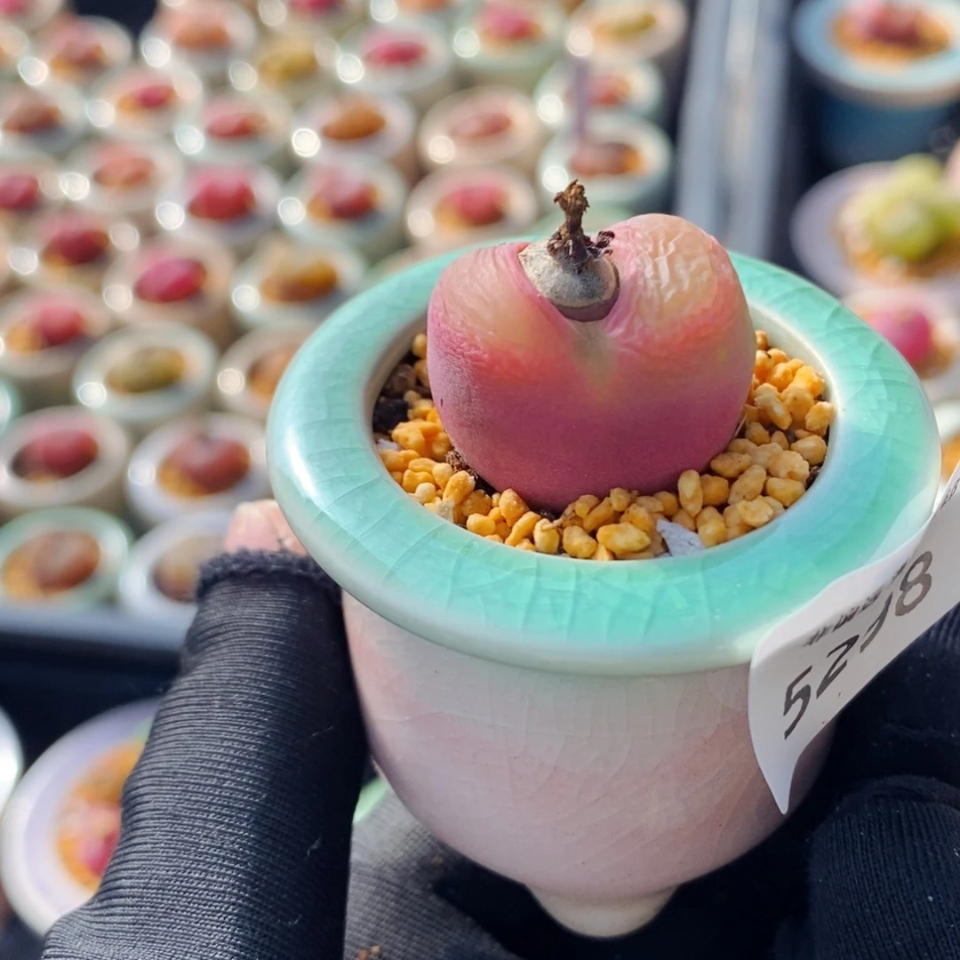 5298--一物一拍 带盆