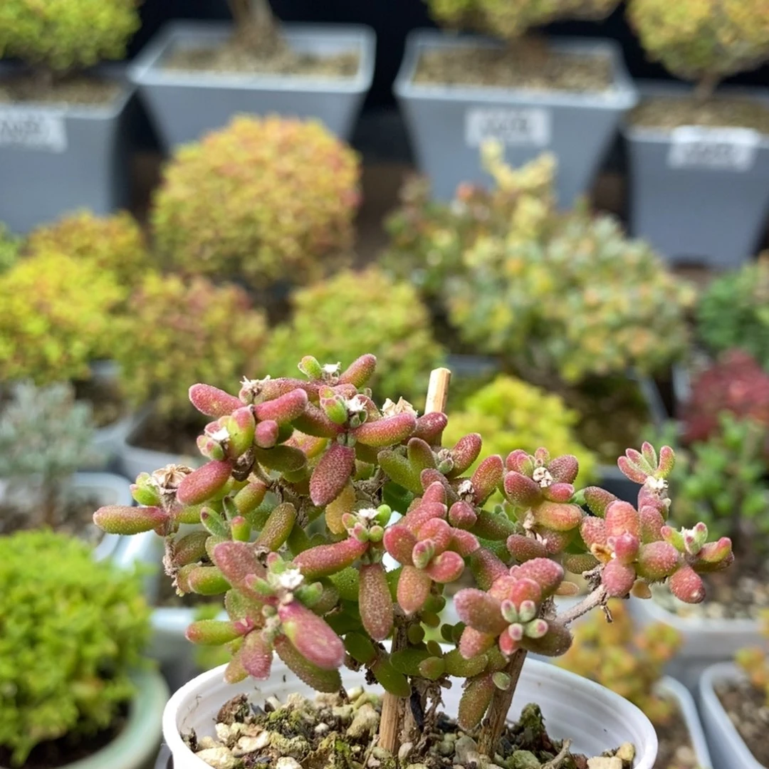 0406红宝石 。