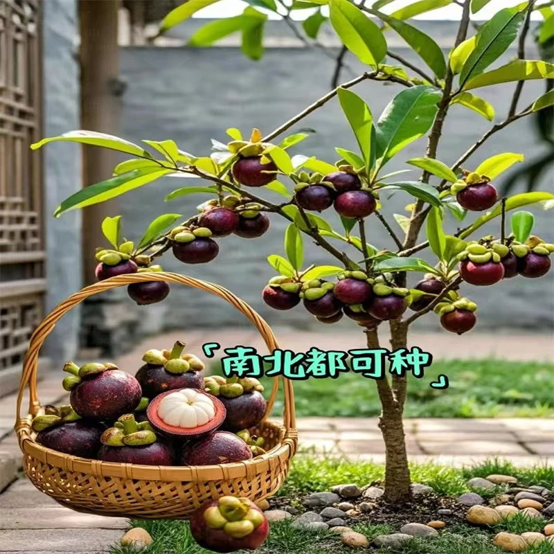 ZB66矮化无籽山阳台庭院盆栽地栽种植果