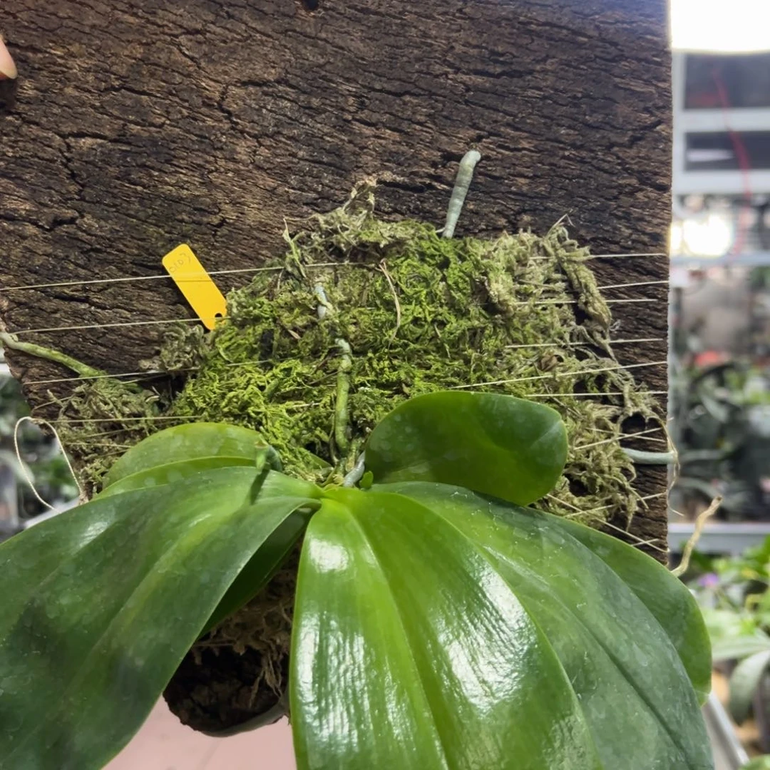 当前无花栽培后可以开花100