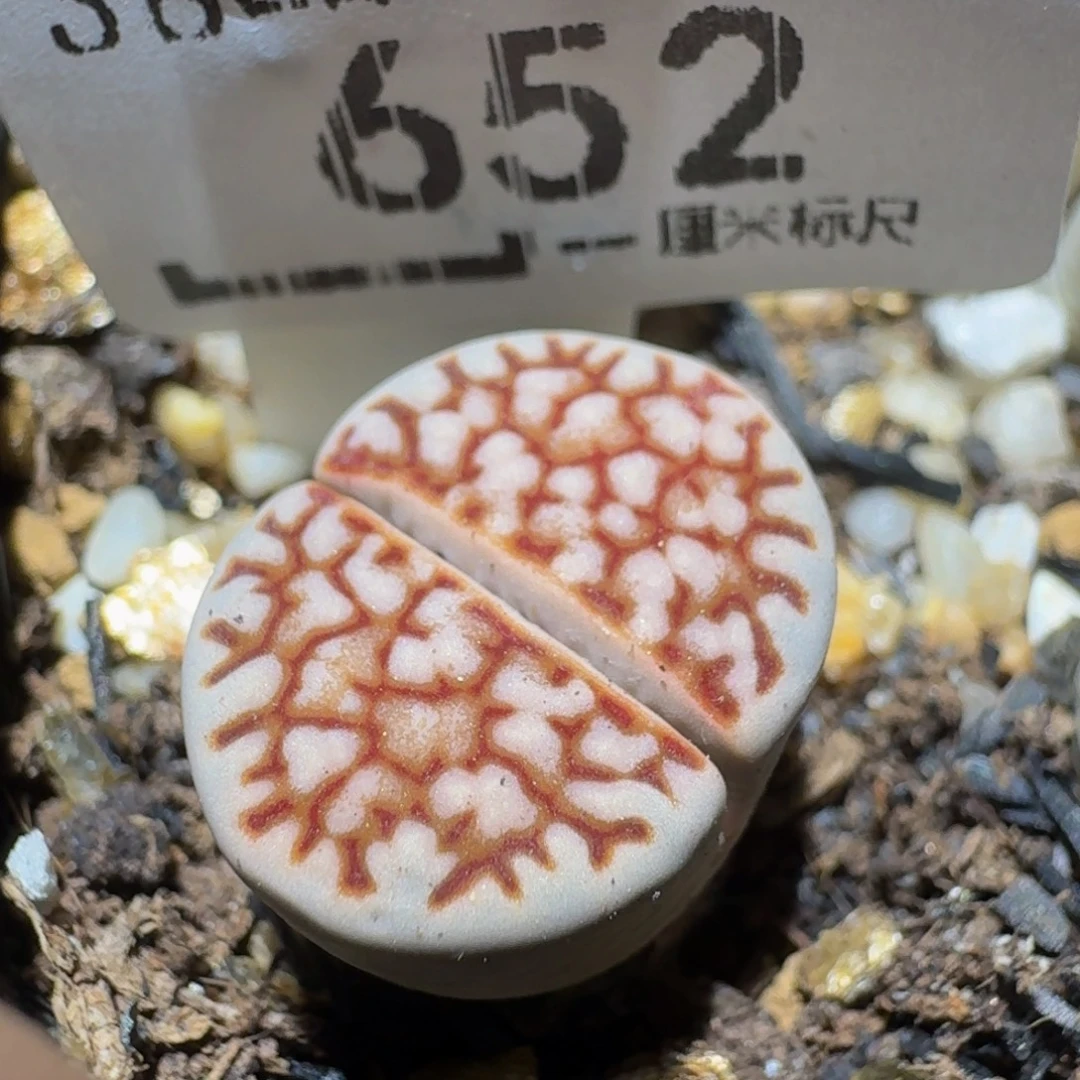 Ssss精品生石花652