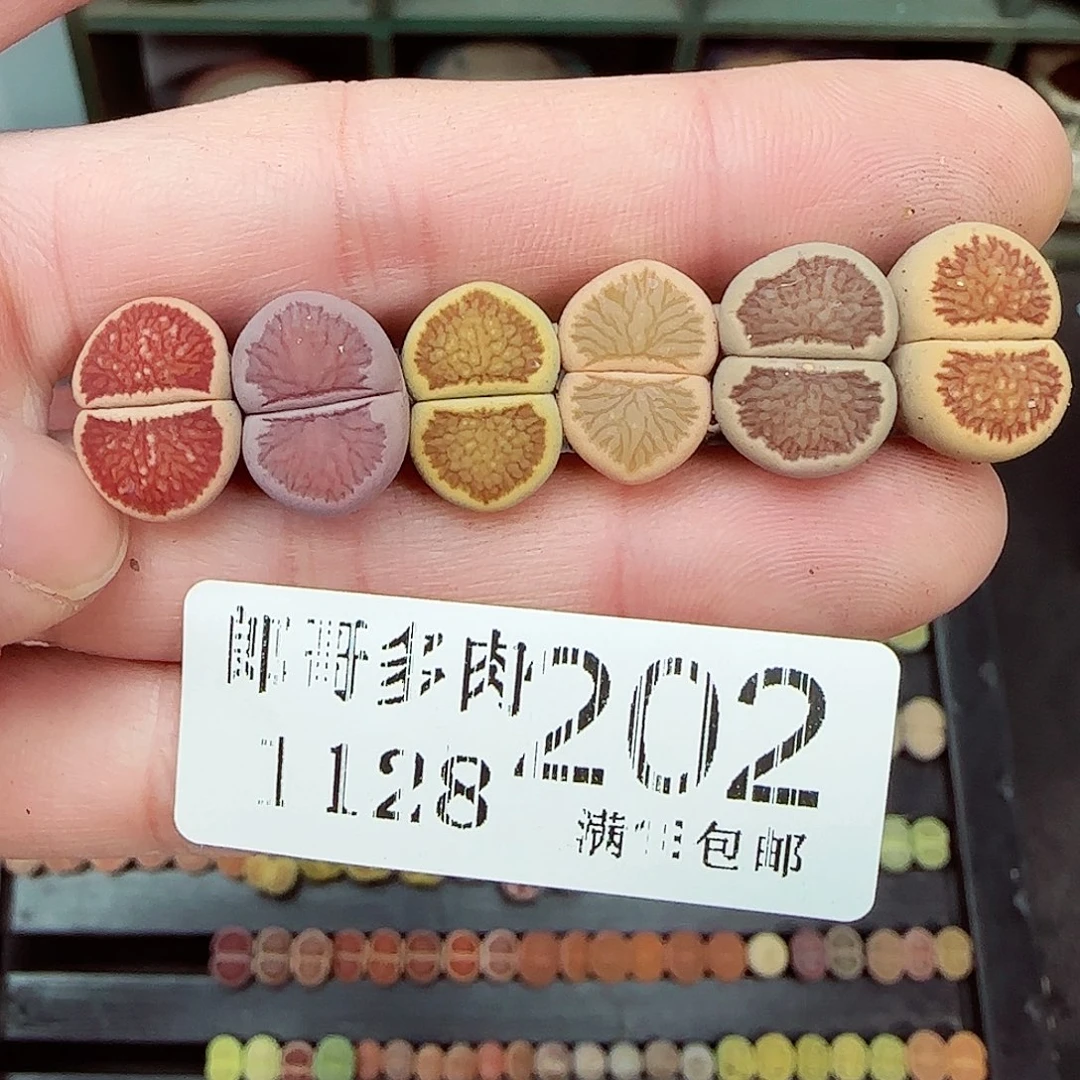 满满18包邮1128-202