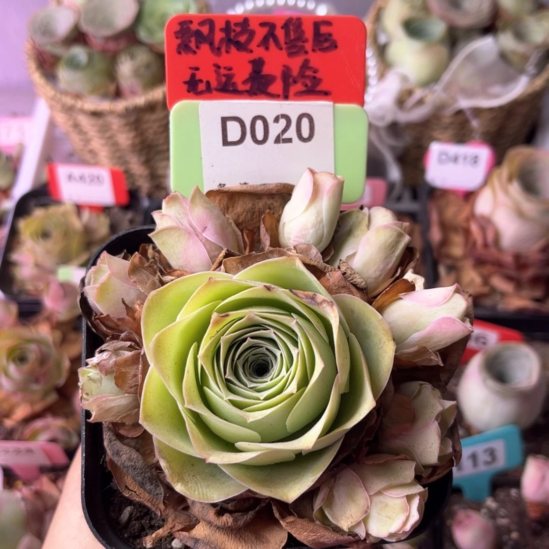 姝帕玫瑰一物一拍D020