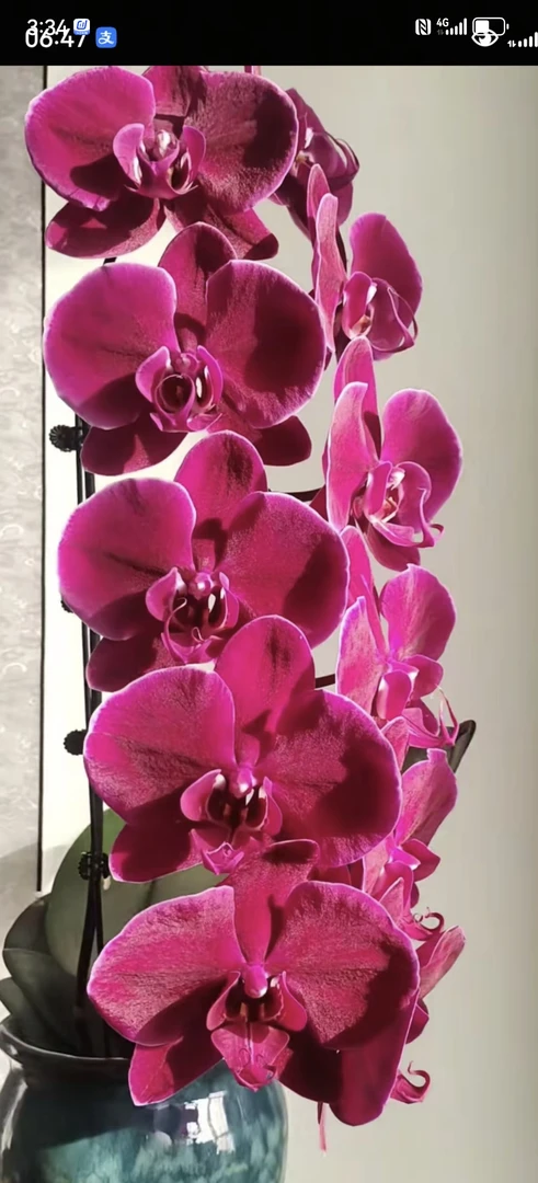 牛记黑脸，3.5寸杯新苗，无花，有的有花梗芽，蝴蝶兰盆栽