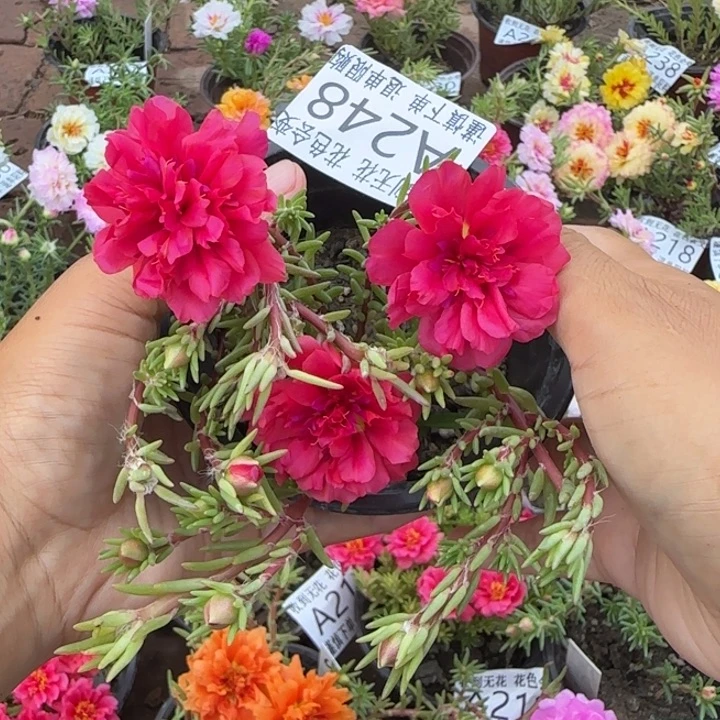 无花朵A248超小苗盆口10cm